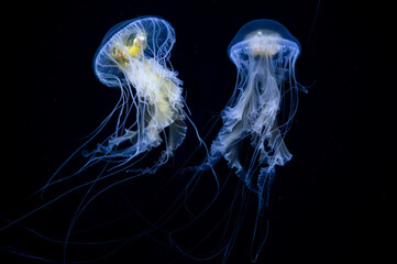 A pair of egg yolk jellyfish in the aquarium at Baltimore, Maryland against a black background