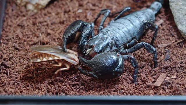 Scorpion holds insect in its pincers uses chelicerae to eat it alive. Close-up