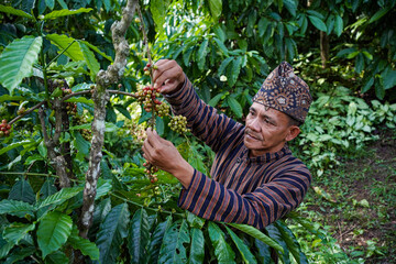 An Indonesian coffee farmer wearing local traditional clothing picking ripe coffee beans