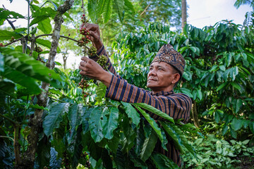 An Indonesian coffee farmer wearing local traditional clothing picking ripe coffee beans