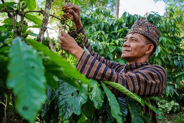 An Indonesian coffee farmer wearing local traditional clothing picking ripe coffee beans