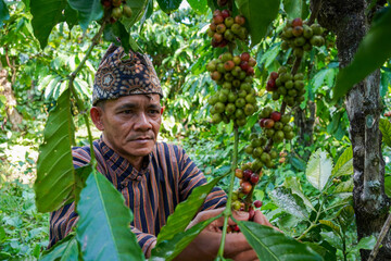 Naklejka na ściany i meble An Indonesian coffee farmer wearing local traditional clothing picking ripe coffee beans