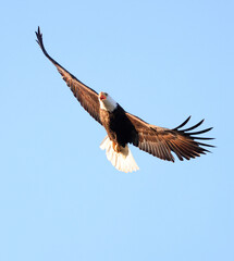 Bald eagle flying with blue sky background, Quebec, Canada