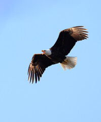 Bald eagle flying with blue sky background, Quebec, Canada