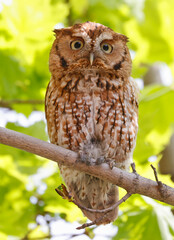 Eastern screech owl perched on a tree branch, Quebec, Canada