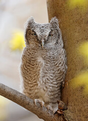 Eastern screech owl baby perched on a tree branch, Quebec, Canada