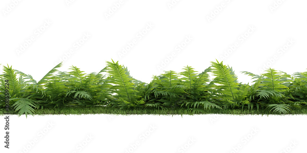 Poster fern isolated on transparent background.3d rendering png set
