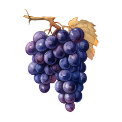 grapes from the farm