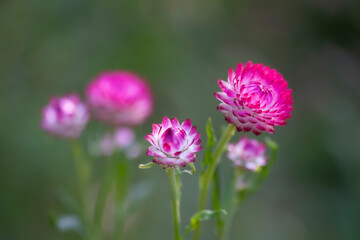 Many colorful Straw flowers are planted lined up beautifully.