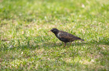 Common starling walking on green grass in search of food.