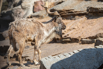 goat markhor on stones nature