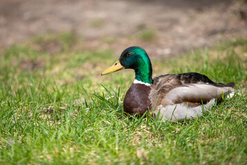 Naklejka na ściany i meble Wild duck swims in the pond, spring nature.