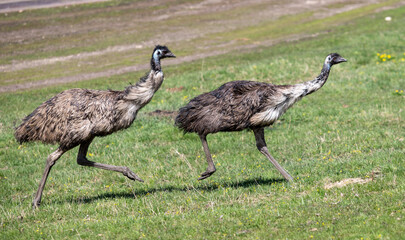 Emu in nature in spring