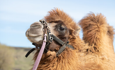 Bactrian camel in nature on a sunny day.