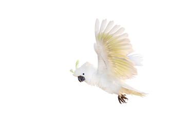 Beautiful of Cockatoo parrot flying isolated on transparent background png file