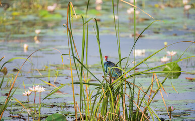 Grey-headed swamphen resting on the reeds above the lake.