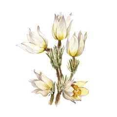 watercolor drawing anemone flowers of isolated at white background, natural elements, hand drawn botanical illustration