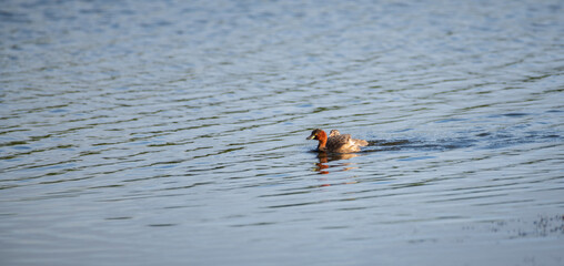 Cute Little Grebe chick swims with mom on the lake.