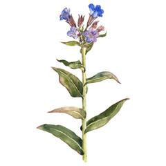 watercolor drawing plant of lungwort with leaves and flowers isolated at white background, Pulmonaria, natural element, hand drawn botanical illustration