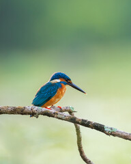 Beautiful Close-up portrait shot of a kingfisher bird. Common Kingfisher perch against the natural soft bokeh background. Morning backlit conditions.