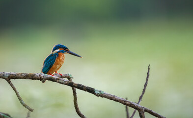 Beautiful Common Kingfisher perch against the natural soft bokeh background. Morning backlit conditions.