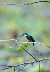 Kingfisher with a small catch, birds perch on a bare tree branch above the lake.