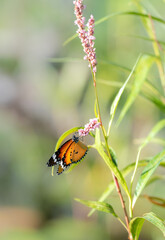 Beautiful Butterfly and the wildflowers, plain tiger butterfly drinking nectar.