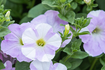 Petunia in full bloom in the flower bed. white and light purple petals