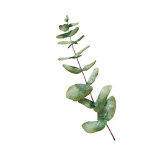 Watercolor Eucaliptus branch drawing. Hand drawn illustration with eucalyptus leaves isolated on white background. Floral herbal image of green plant. © Elena