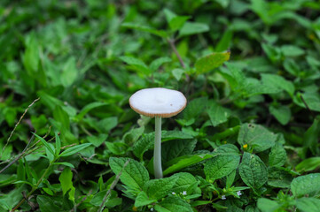 Mushroom in the garden