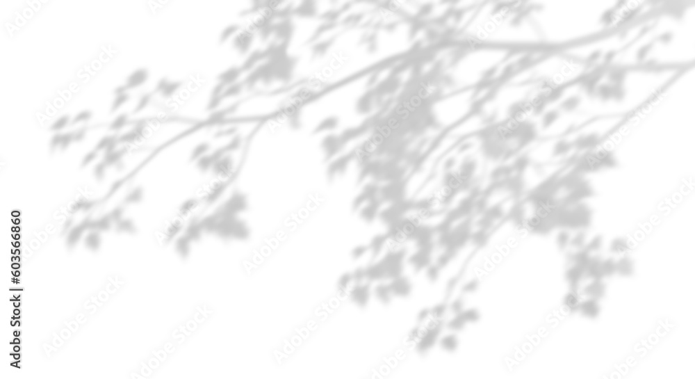 Poster realistic tree branches shadow blur isolate on transparent backgrounds 3d render