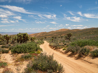 Desert Trail surrounded by cactus
