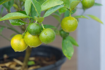 few raw orange on tree blur background, fresh fruit in branch wi