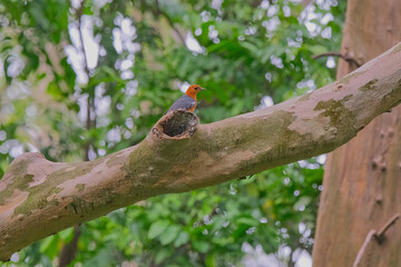 Fototapete bei efototapeten.de bestellen   