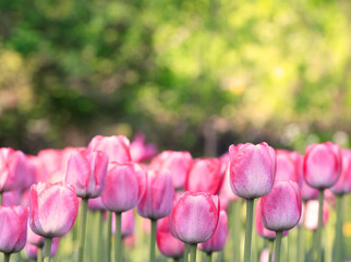Purple tulips foreground with green and yellow background