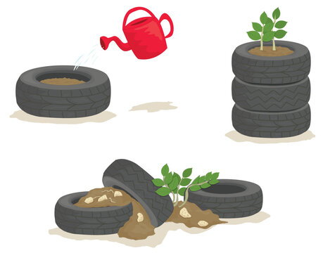 Colour cartoon of potato planting in old tyres