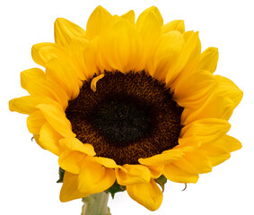 Close up, Sunflower isolate on white with clipping path.