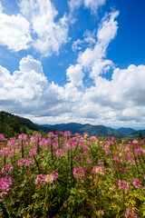 lanscape flowers in the field in blue sky with cloud