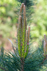 young pine shoots closeup selective focus