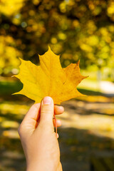 Woman holding Fall autumnal maple yellow leaf next to autumn nature. Unite with nature cottagecore Mindfulness and relax, being mindful, wellbeing, mental health. Girl collects bouquet of autumn