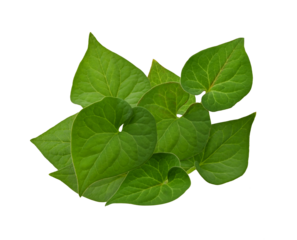 Plu Kaow leaf (Houttuynia cordata Thunb.) on transparent png.
