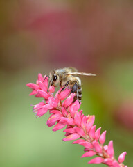 Bee - Apis mellifera - pollinates the princess-feather - Persicaria orientalis