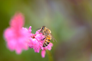 Bee - Apis mellifera - pollinates the princess-feather - Persicaria orientalis