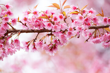 Obraz na płótnie Canvas spring sakura pink flower abstract nature background
