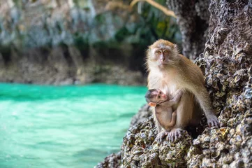 Fotobehang Aap Monkey and its baby at Monkey Beach, Koh Phi Phi Island - Thailand, Asia  © stpadcharin