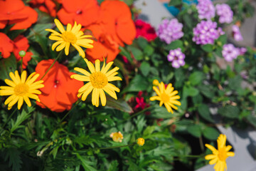 purple, yellow and red flowers in the garden, green leaves