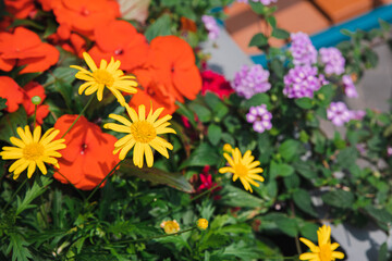 purple, yellow and red flowers in the garden, green leaves