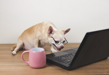 brown short hair chihuahua dog wearing eyeglasses  sitting on wooden floor with computer laptop and pink coffee cup, working and looking at computer screen.