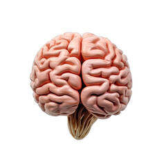 a brain of a human