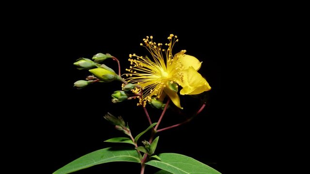 Time lapse of growing Hypericum monogynum flower from bud to full blossom. Beautiful summer yellow flower blooming isolated on black background, 4k video studio shot close up view.